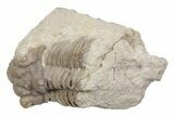 Bargain, Hoplolichoides Trilobite Fossil - Russia #363146-1